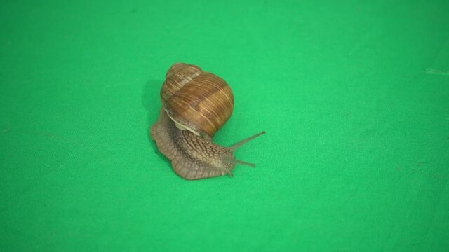 snail on a green screen