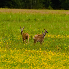 Deer in the meadow