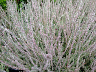 Calluna vulgaris 'Silver Knight'