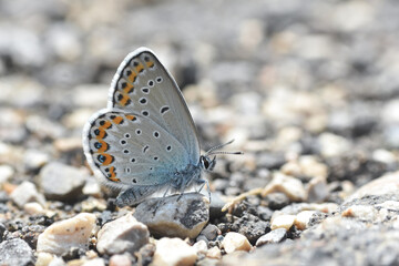 Fototapeta na wymiar Polyommatus amandus blue butterfly, Amanda's blue. Common blue butterfly close-up
