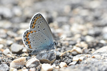 Polyommatus amandus blue butterfly, Amanda's blue. Common blue butterfly close-up