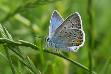 Reverdin's blue butterfly, Plebejus argyrognomon. Common blue butterfly close-up