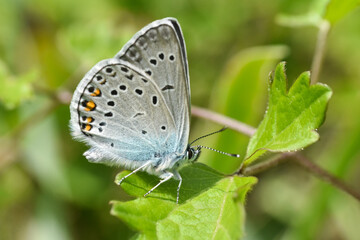 Fototapeta na wymiar Polyommatus amandus blue butterfly, Amanda's blue. Common blue butterfly close-up