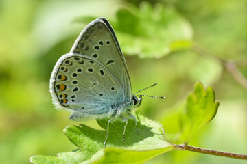 Polyommatus amandus blue butterfly, Amanda's blue. Common blue butterfly close-up