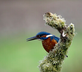 Male common kingfisher fishing from a perch