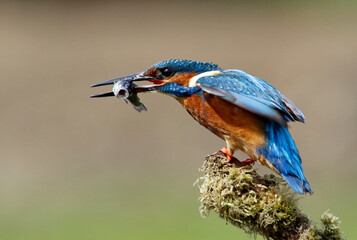 Male common kingfisher fishing from a perch