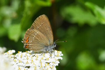Satyrium acaciae, Sloe Hairstreak in wild meadow
Little butterfly in nature