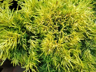 Juniperus squamata 'Golden Joy'