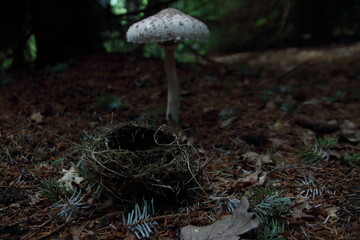 grzyb i gniazdo © Mirek