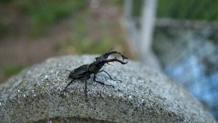 Escornabois insect in the nature 