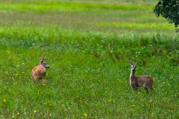 Deer in the meadow