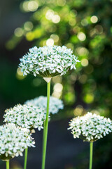 black garlic in flower, allium nigrum