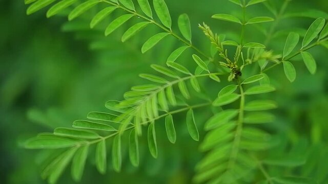 Green indigo plant