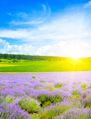 Beautiful field with blooming lavender and bright sunrise.