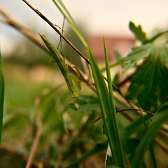 mantis on the grass