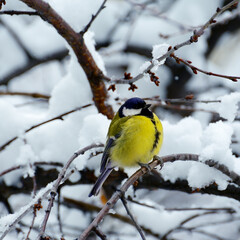 Titmouse sits on a tree branch in winter.