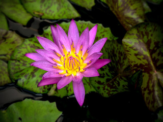 pink water lilly