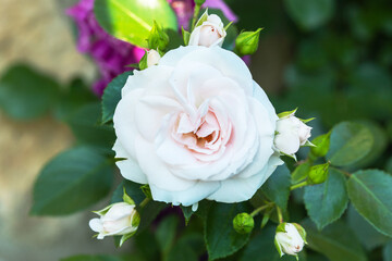Beautiful pink rose in a garden