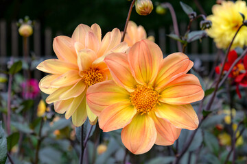 Fototapeta premium Yellow dahlia flowers in garden