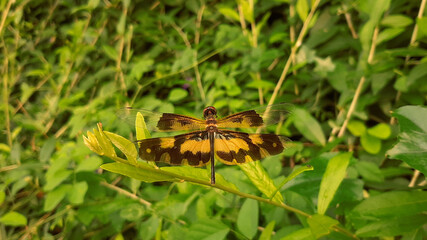 butterfly on a yellow flower