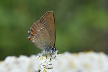 Satyrium acaciae, Sloe Hairstreak in wild meadow
Little butterfly in nature