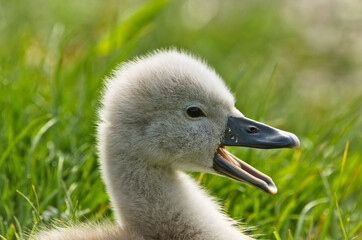 A very small and fluffy little swan, just squabbled, newborn, rests and gaggles at the banks of a lake.  Very cute and awesome.