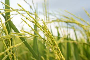 Close up of rice grain plant.	