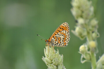 lesser spotted fritillary butterfly, Melitaea trivia, in wild meadow. Beautiful Iparhan butterfly on plant