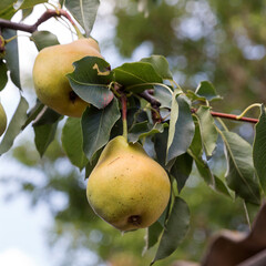 Yellow pear with green leaves on a branch. fresh fruits. selective Focus