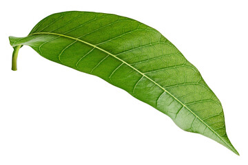 Mango leaf isolated on white background, clipping path, full depth of field