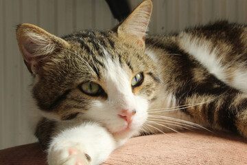 un gros plan d'un chat tigré avec les yeux ouverts