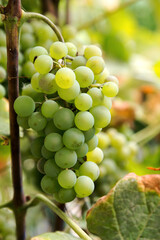 Green grapes with green leaves on the vine. fresh berries. Selective Focus
