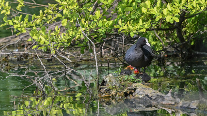 Folaga con i piccoli nella palude in primavera