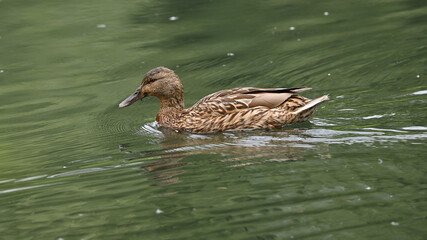 Femmina di germano reale nuota sull'acqua del lago in giugno
