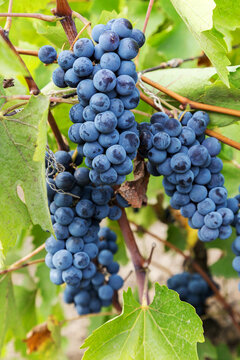 Purple red grapes with green leaves on the vine. fresh fruits. Selective Focus