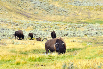 A herd of Buffalo at Yellowstone National Park. 
