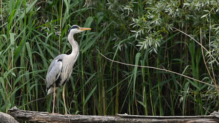 Airone cenerino posato sul ramo nella palude, che osserva attorno a sè