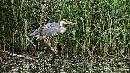 Airone cenerino posato sul ramo nella palude, che osserva attorno a sè