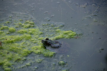 Kleiner frosch schaut aus dem wasser heraus