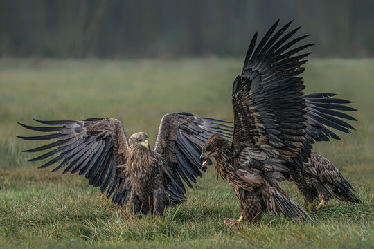 Three battling White tailed eagles (Haliaeetus albicilla) appear to be performing karate mid-air. Poland, europe. Fighting eagles. National Bird Poland. 