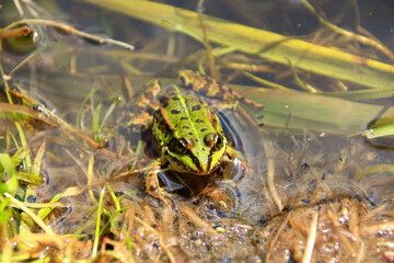 Kleiner grüner frosch schaut aus dem wasser heraus