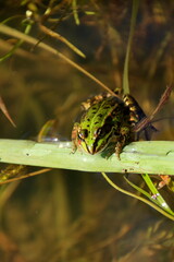 Kleiner grüner frosch schaut aus dem wasser heraus