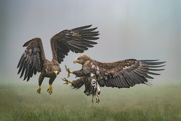 A pair of battling White tailed eagles (Haliaeetus albicilla) appear to be performing karate...