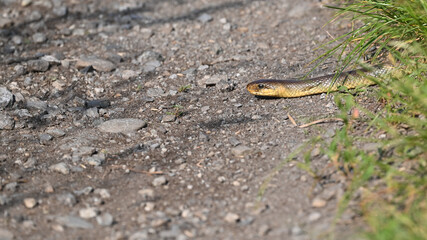 Natrice dal collare attraversa un sentiero 