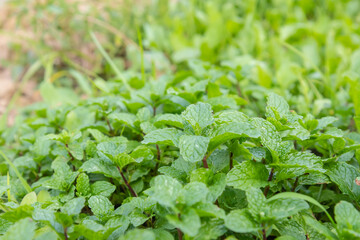 Green Mint leaves Grow Background. Green leaves of fresh fragrant mint. Mint plant grow at vegetable garden. soft focus.