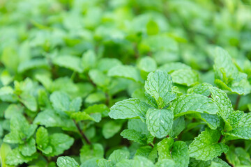 Green Mint leaves Grow Background. Green leaves of fresh fragrant mint. Mint plant grow at vegetable garden. soft focus.