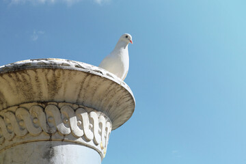 white dove, symbol of the peace, standing on the top of a stone monument and a clean blue sky in the background - beautiful wallpaper