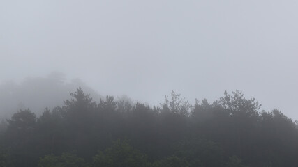 Wald im Nebel nach Regen, schemenhafte Bäume
