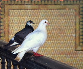 two birds, a white dove and a black pigeon, standing in an interior railing with ornaments in the background framing them - beautiful couple