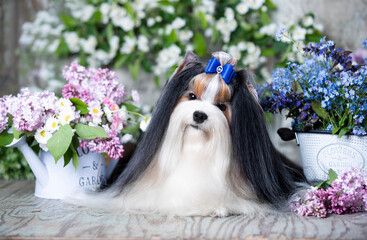 Naklejka premium Biewer Yorkshire Terrier and springs flowers